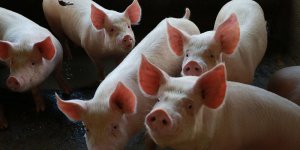 Exportao catarinense de carne suna registra alta de 21,1% em novembro