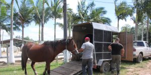 Tijucas contrata ONG para resgatar e tratar animais