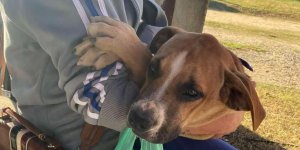 Mutiro de Castraes atende 60 animais