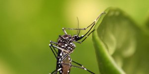 Primeiro bito por suspeita de dengue  registrado em Tijucas