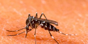 Confirmado caso de dengue em Canelinha