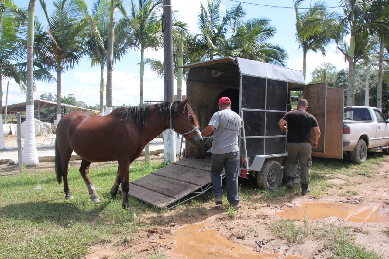 Tijucas contrata ONG para resgatar e tratar animais