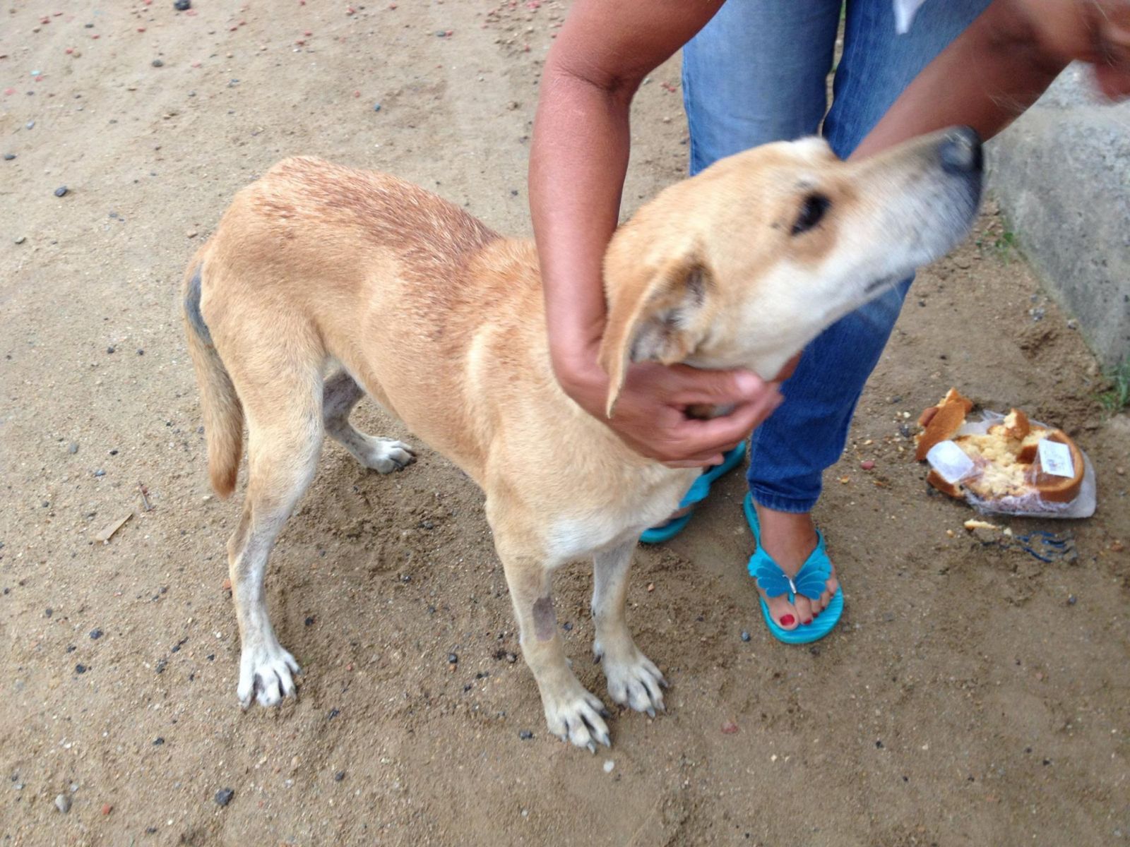 Condenado homem que maltratou cachorro