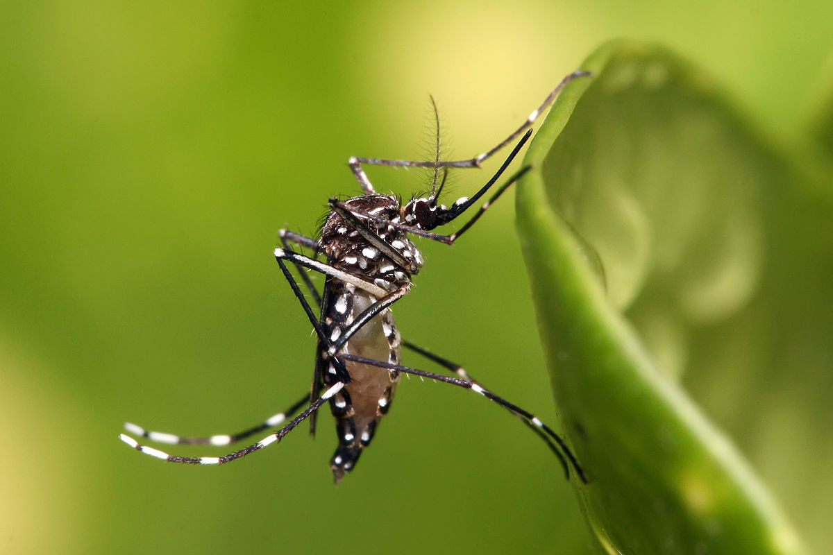 Primeiro bito por suspeita de dengue  registrado em Tijucas
