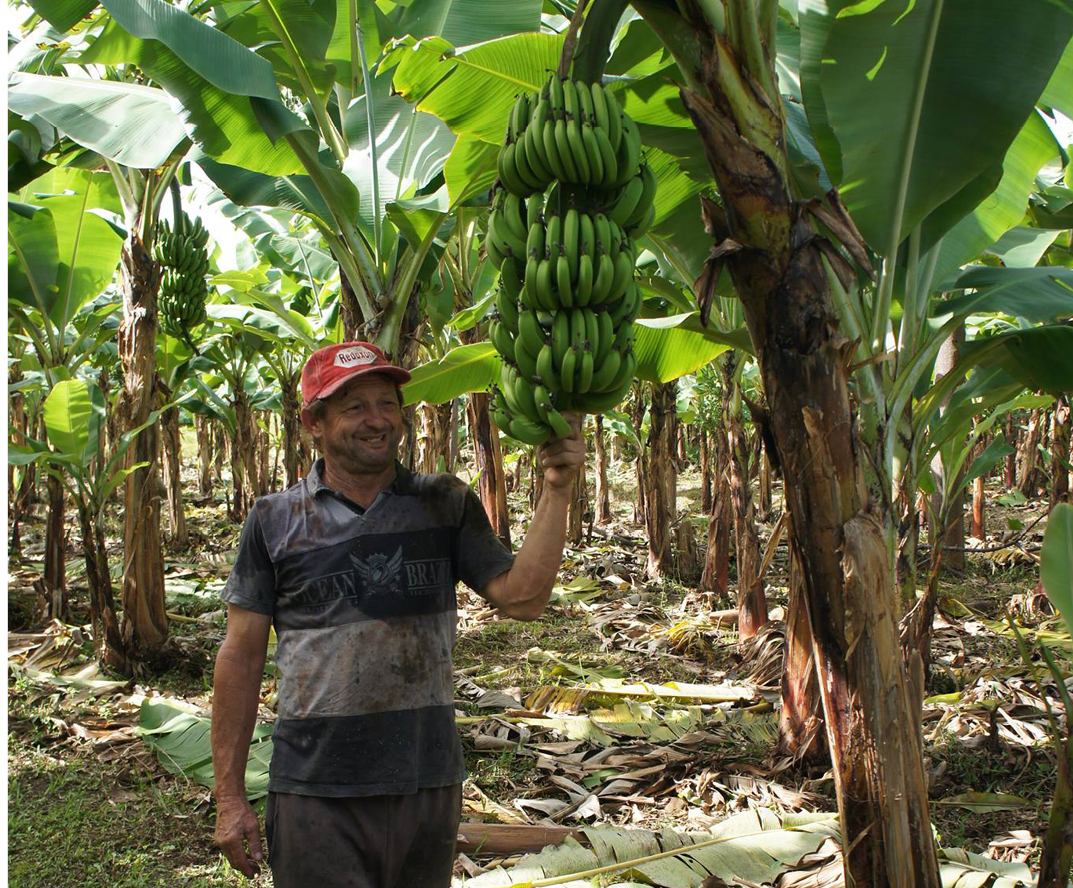 O bananeiro dos gringos