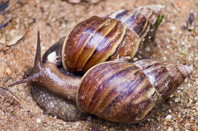 Tijucas cria pontos de coleta para caramujos africanos