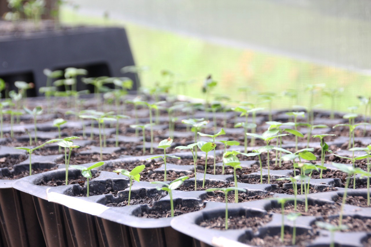 Tijucas incentiva o cultivo de maracuj no interior