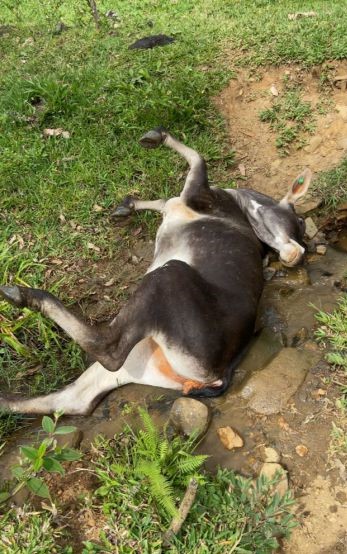 Caso de raiva bovina  registrado em Tijucas