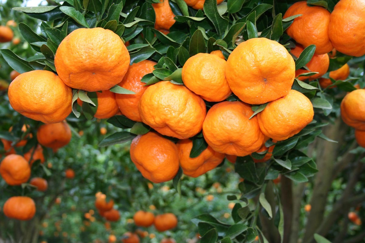 Aberto prazo para pedidos de mudas frutferas