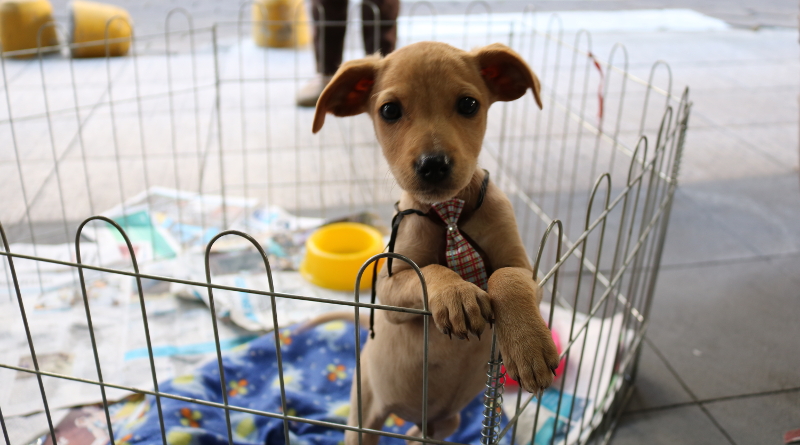 Sbado ter feirinha para doao de gatos e cachorros