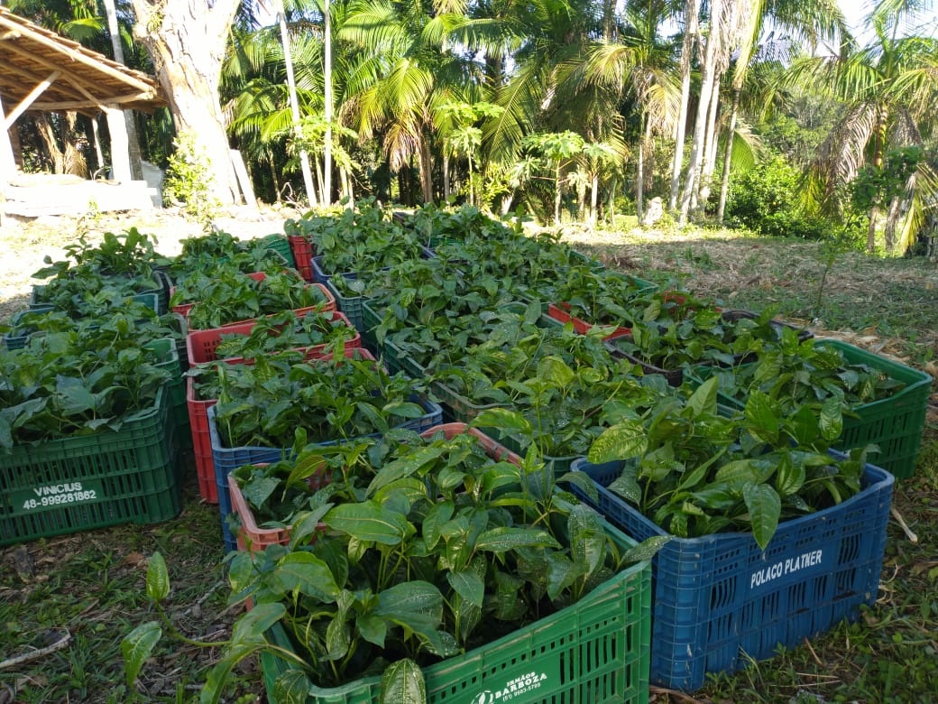 Agricultura doa mais de 10 mil mudas aos produtores locais