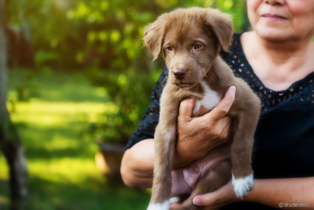 Aberto cadastro para Mutiro de Castrao Social de Animais