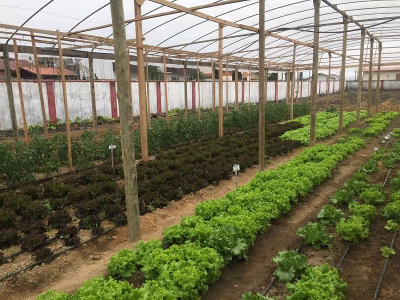 Horta ecolgica da Escola Santa Terezinha recebe doao